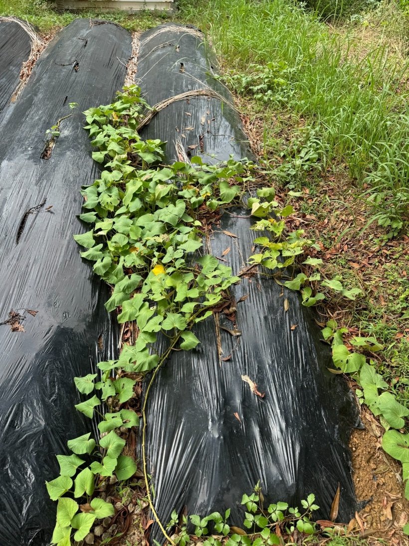 黒いビニールから芋のつるが出ている